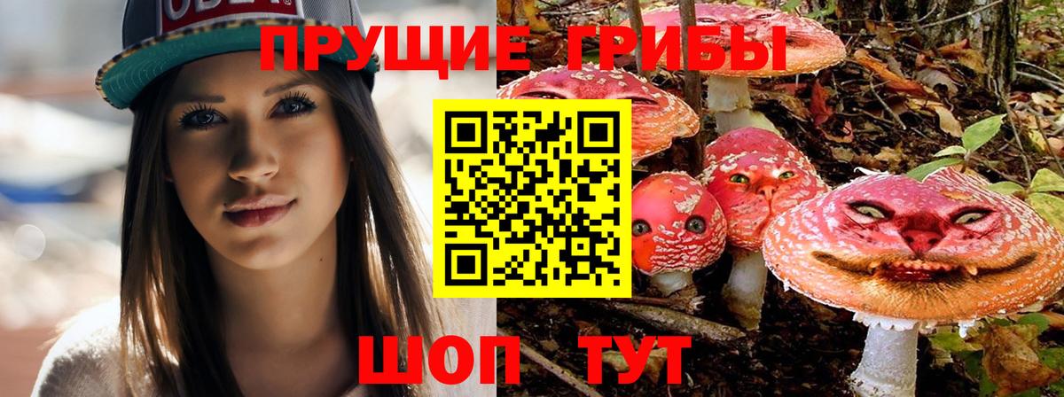 Псилоцибиновые грибы Psilocybe Ковров